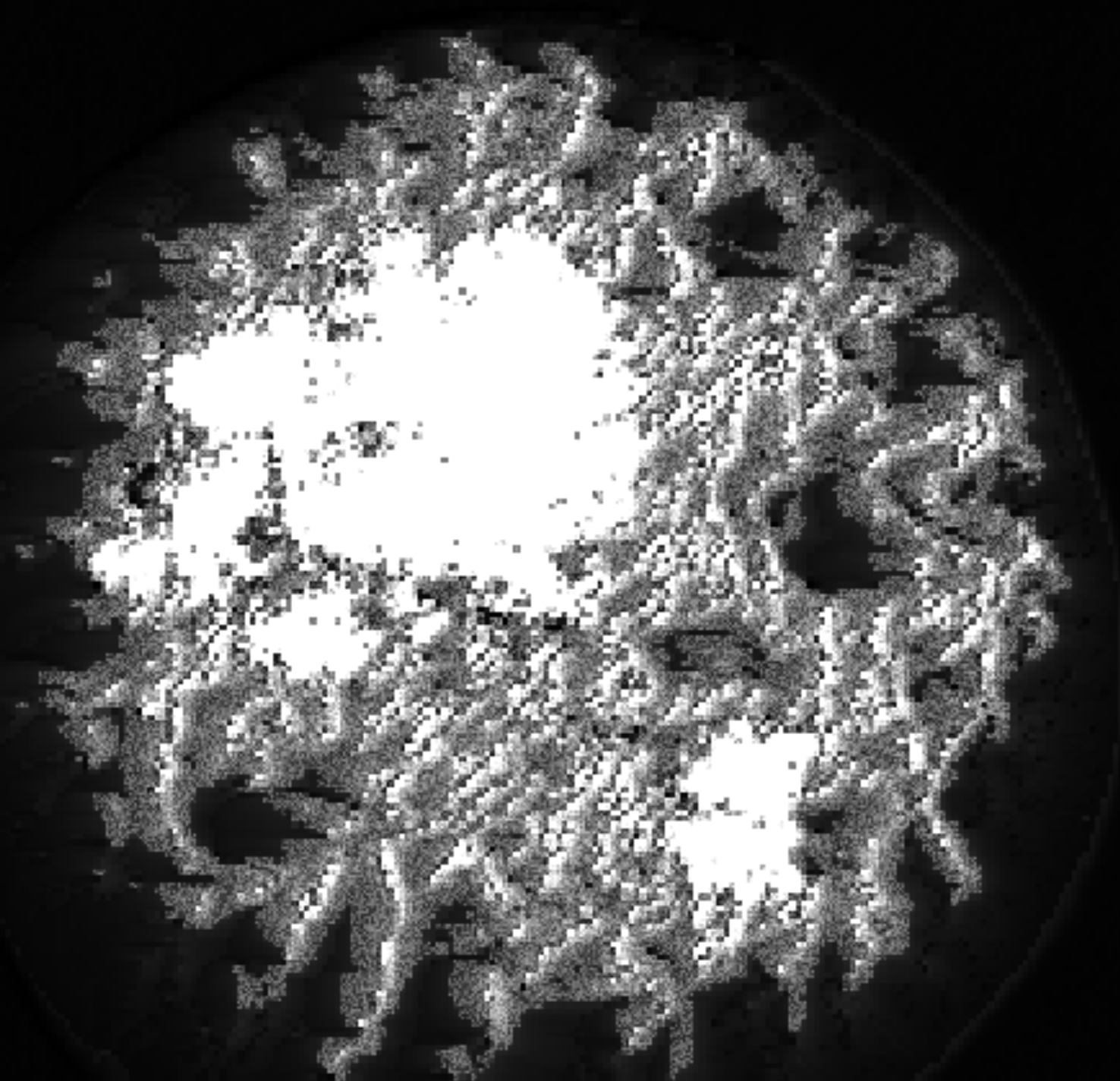 Ω-field simulator — Q15 topological complexity, multibordo fragmentation
